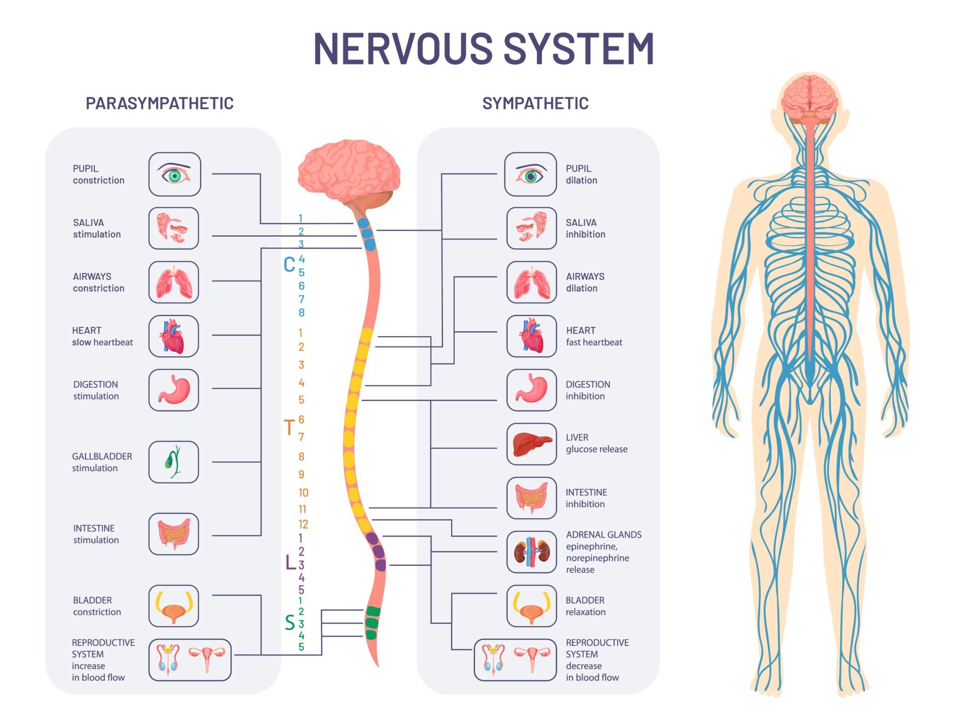 Neurologist Vs. Neurosurgeon: Which Specialist Is Right for Me ...